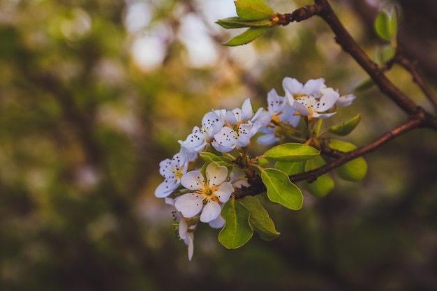 Belle branche de pommier avec soleil