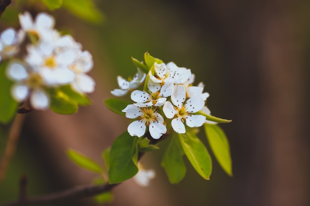 Belle branche de pommier avec soleil