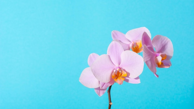 Belle branche tendre de fleurs d'orchidées romantiques roses isolées sur fond bleu