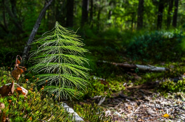 Une belle brindille duveteuse dans la forêt dans le rayon du soleil de contour.