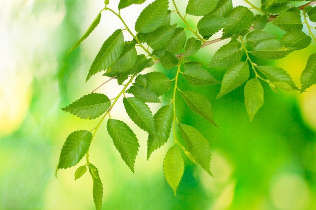 Belle brindille verte sur fond vert