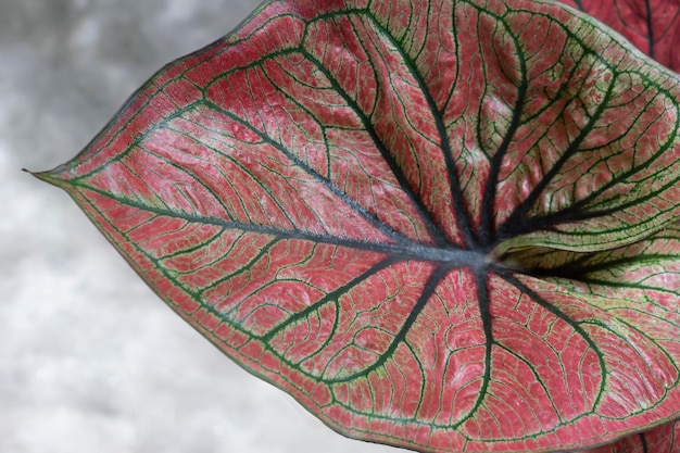 Belle caladium isolé