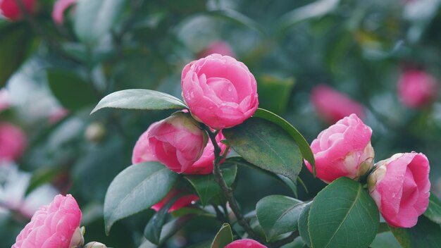 La belle camélia en pleine floraison le pastel rose les fleurs de camélia japonica en fleurs dans le buisson