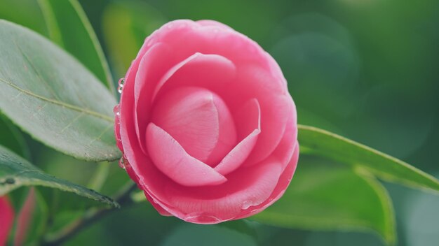 Photo une belle camélia rose fleurit dans le jardin. une espèce de camélia originaire de chine et du japon.