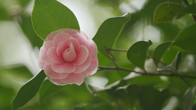 Photo une belle camélia rose fleurit dans le jardin. une espèce de camélia originaire de chine et du japon.