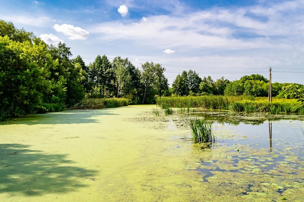 Belle canne de marais d'herbe poussant sur le réservoir de rivage à la campagne à la photographie de fond coloré composée de canne de marais d'herbe sauvage à l'eau humide herbe longue canne de marais de la nature naturelle