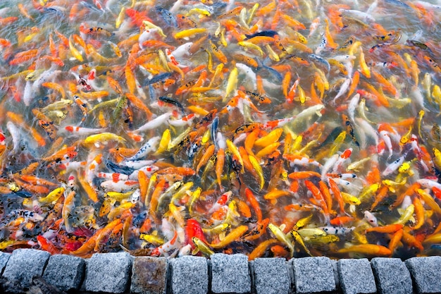 Belle carpe koi poisson nageant dans un étang dans le jardin