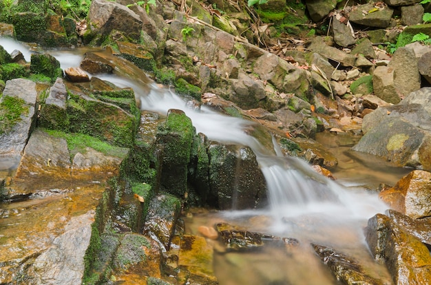 Belle cascade dans la forêt