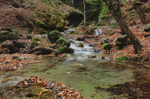 belle cascade dans la forêt