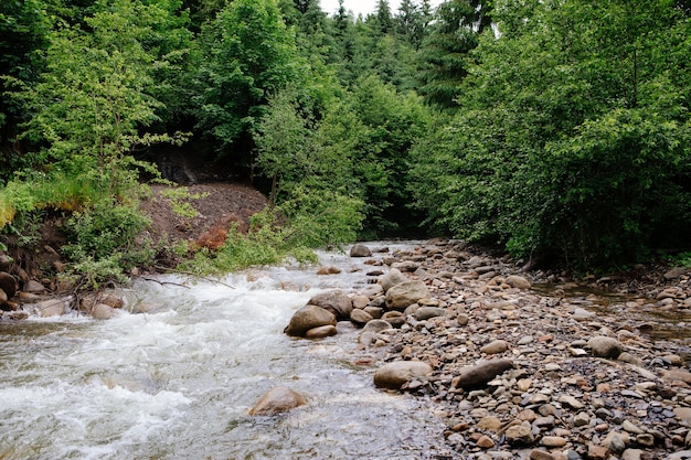 Belle cascade de montagne avec des arbres en arrière-plan