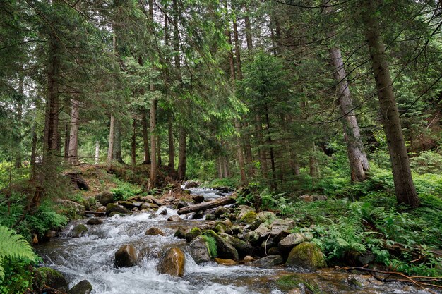 Belle cascade de montagne avec des arbres en arrière-plan