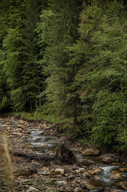 Belle cascade sur les montagnes des Carpates