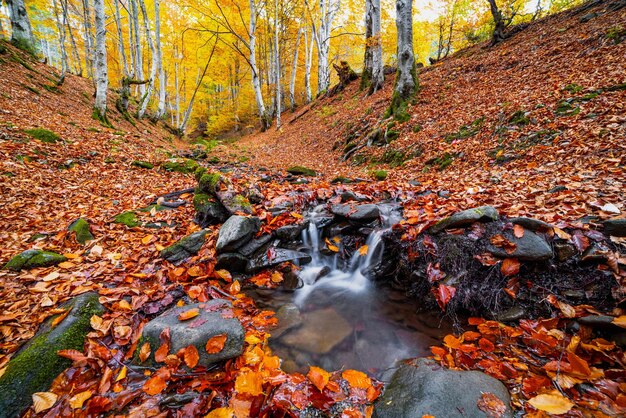 Belle cascade Shipot libre dans la forêt d'automne