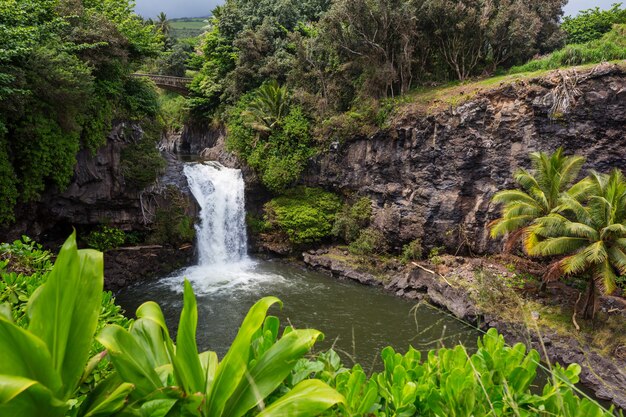 Belle cascade tropicale à Hawaii