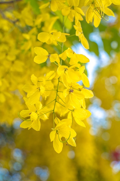 Belle de cassia tree golden shower tree Fleurs jaunes de fistule de Cassia sur un arbre au printemps Fistule de Cassia connue sous le nom d'arbre de pluie d'or ou d'arbre de douche fleur nationale de Thaïlande