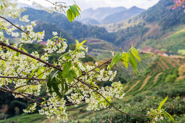 Photo une belle cerise sauvage blanche de l'himalaya qui fleurit sur le fond de la montagne