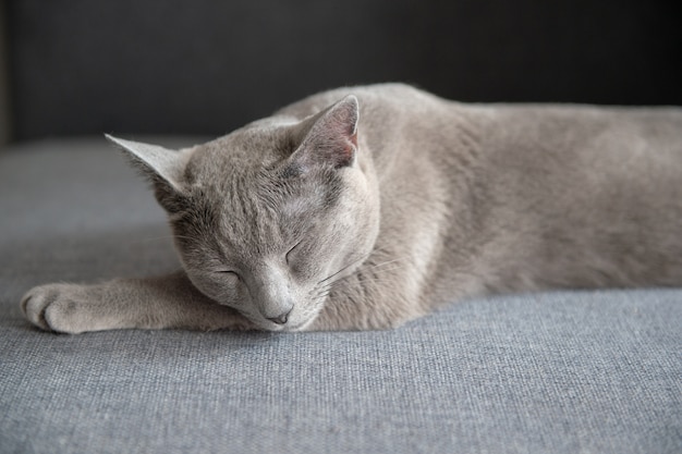 Belle chaton dort sur le lit.