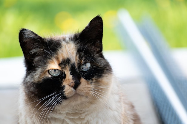 Belle chatte calicot aux yeux bleus regardant le soleil avec fond d'herbe