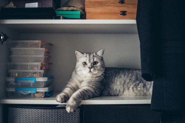 Belle chatte grise tabby allongée sur une armoire blanche chat à poil court britannique adorable et drôle petxA