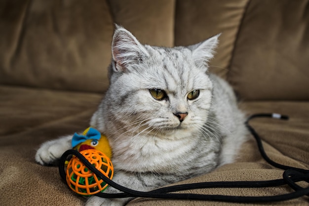 Belle chatte jouant avec des jouets sur un canapé marron