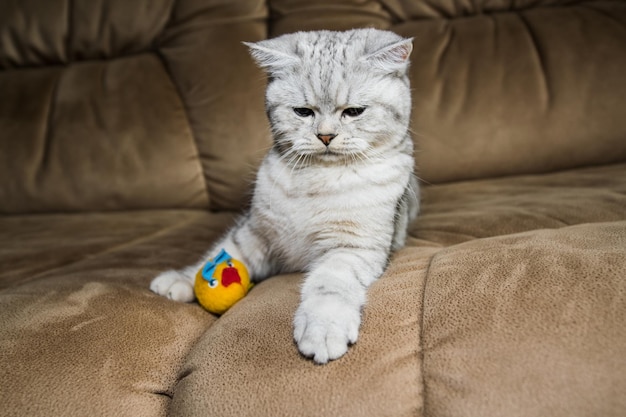 Belle chatte jouant avec des jouets sur un canapé marron