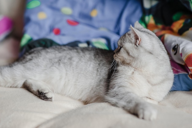 Belle chatte légère de race écossaise