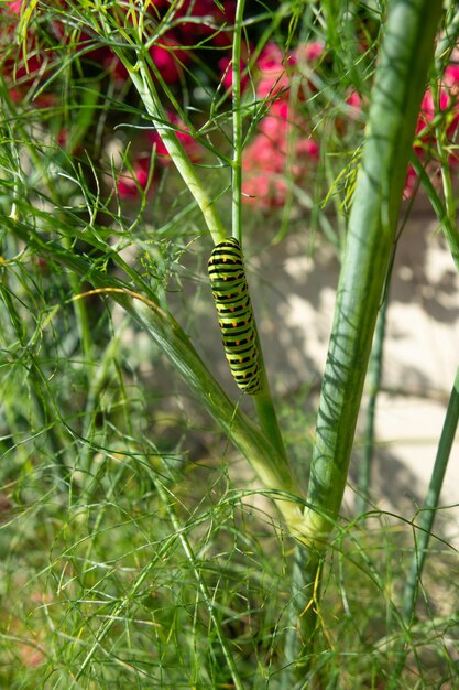 Photo une belle chenille à queue d'hirondelle sur une tige de fenouil