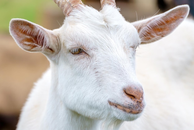 Belle chèvre blanche Accueil animal de compagnie à la ferme