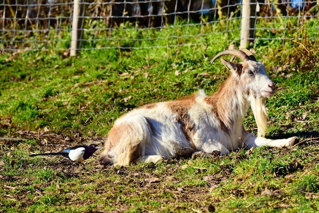 Belle chèvre de fond de nature sur le pré