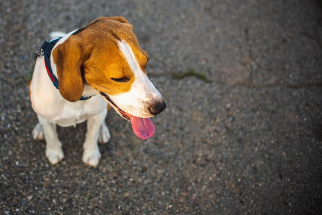 Belle chienne beagle sur l'asphalte vue d'en haut