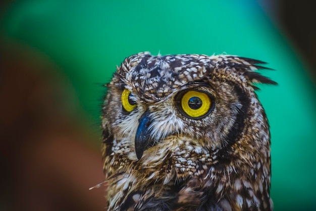 belle chouette aux yeux intenses et au beau plumage