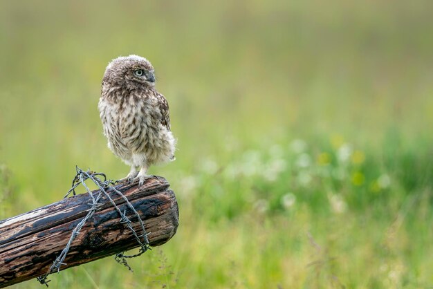 Belle Chouette chevêche (Athene noctua) assis sur un poteau de clôture à un pâturage à la recherche de proies.