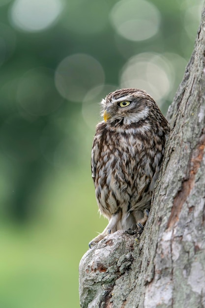 Belle Chouette chevêche (Athene noctua) dans un arbre à la recherche d'une proie. Arrière-plan flou vert