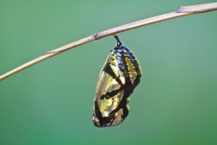 belle chrysalide monarque accroché sur une branche