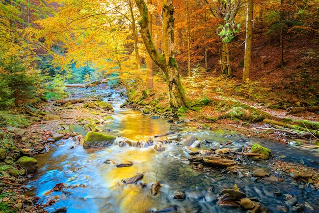 Belle chute d'automne dans la forêt sauvage arbres forestiers vibrants et rivière rapide avec des pierres