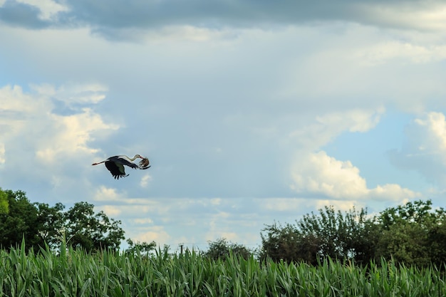 Une belle cigogne blanche en vol avec de l'herbe pour un nid sur le fond d'un ciel nuageux