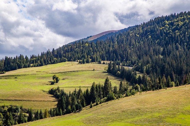 Belle clairière verte avec des arbres de fond sur la montagne avec des nuages de pluie Fond de nature