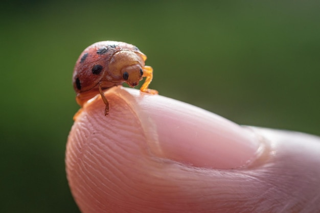 Belle coccinelle dans le jardin avec des paysages de printemps