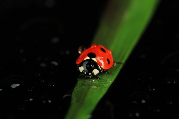 Belle coccinelle sur l'herbe verte sur fond noir