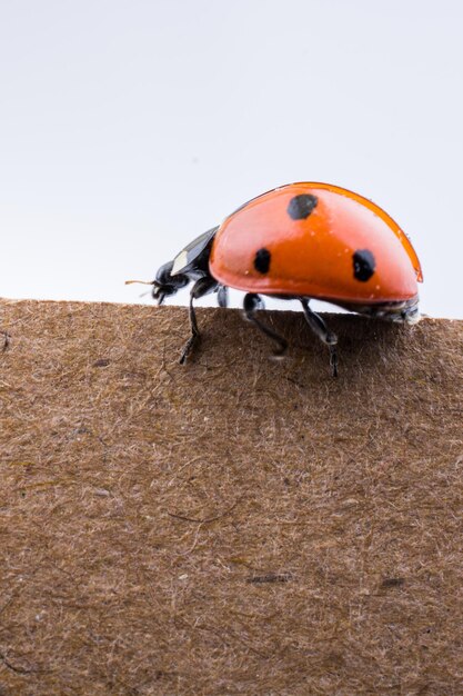 Belle coccinelle rouge marchant sur du papier