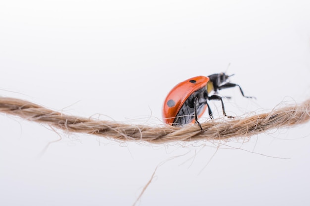 Belle coccinelle rouge marchant sur un fil