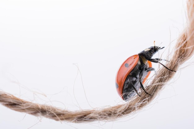 Belle coccinelle rouge marchant sur un fil