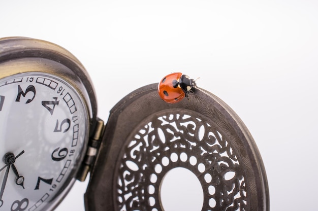 Belle coccinelle rouge marchant sur une montre de poche