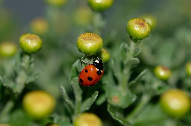 belle coccinelle rouge rampant sur une plante