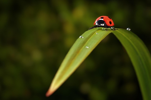 Belle coccinelle rouge réaliste marchant sur une feuille d'herbe verte le matin rendu 3d