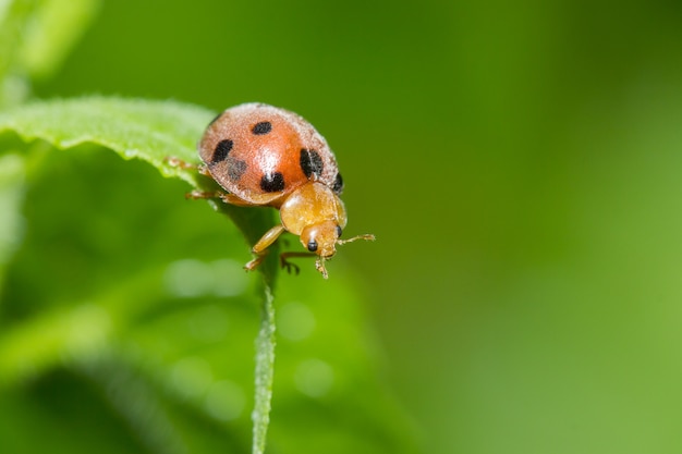 Belle coccinelle