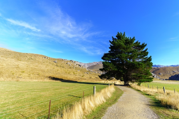 Belle Colline Du Château Le Matin, Entre Darfield Et Arthur's Pass, île Du Sud De La Nouvelle-zélande