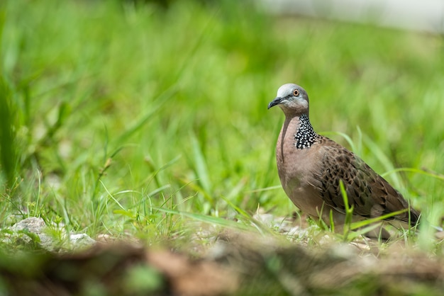 Photo belle colombe tachetée ou spilopelia chinensis ou perlé sur terre verte