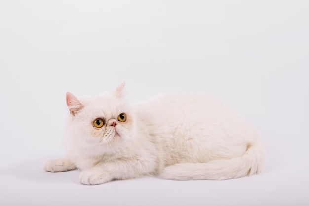 Belle composition d&#39;animaux avec chat blanc endormi