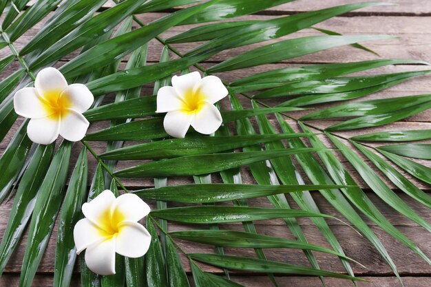 Belle composition de fleur de frangipani avec des feuilles de palmier sur fond de bois en gros plan